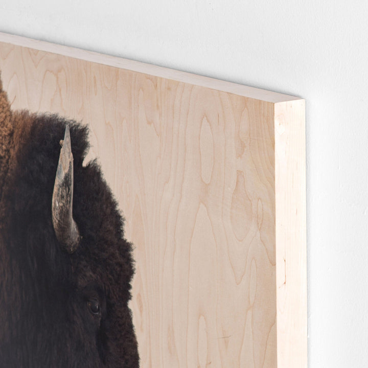 BISON DREAM