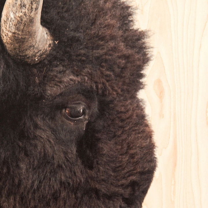 BISON DREAM