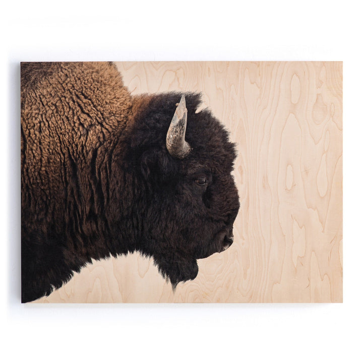 BISON DREAM