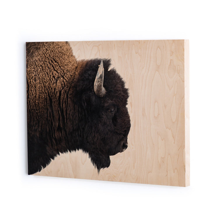 BISON DREAM