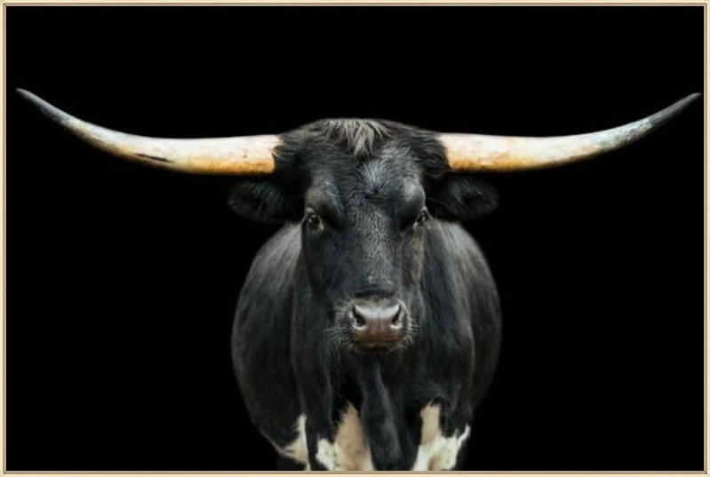 STEER