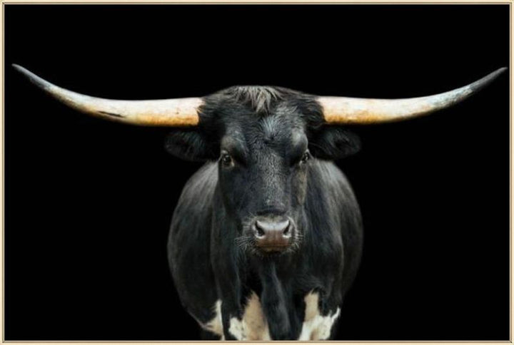 STEER